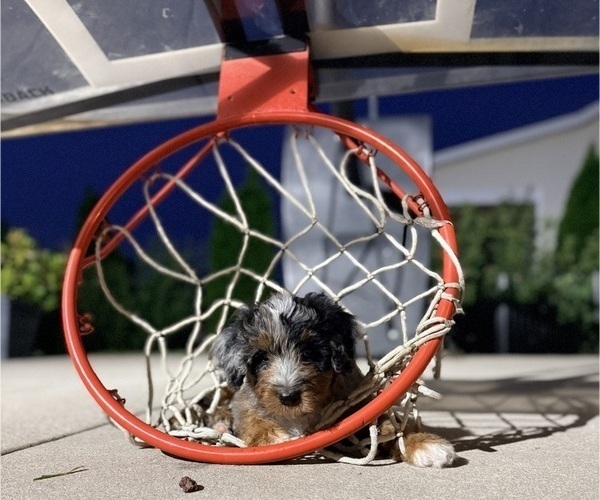 Medium Photo #1 Aussie-Poo-Bernedoodle Mix Puppy For Sale in LEXINGTON, SC, USA
