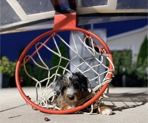 Medium Aussie-Poo-Bernedoodle Mix