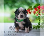 Small #1 Miniature Australian Shepherd