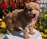 Small #13 Goldendoodle (Miniature)