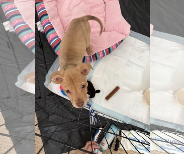 Medium Photo #4 American Staffordshire Terrier-Unknown Mix Puppy For Sale in Holly Springs, NC, USA