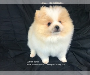 Pomeranian Puppy for sale in DAWSONVILLE, GA, USA