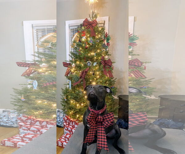 Medium Photo #5 Bullboxer Pit Puppy For Sale in Rockaway, NJ, USA