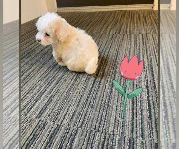 Medium Photo #1 Maltipoo Puppy For Sale in CHANDLER, AZ, USA