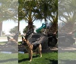 Small Photo #1 German Shepherd Dog Puppy For Sale in YUCCA VALLEY, CA, USA