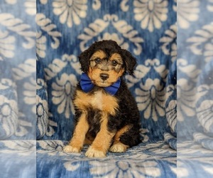 Sheltidoodle Puppy for sale in ELKTON, MD, USA
