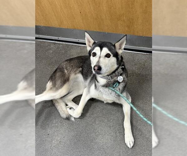 Medium Photo #1 Siberian Husky Puppy For Sale in Forestville, MD, USA