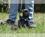 Small #2 Pug