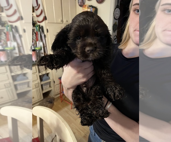 Medium Photo #6 Cocker Spaniel Puppy For Sale in COLBERT, GA, USA