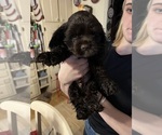 Small Photo #6 Cocker Spaniel Puppy For Sale in COLBERT, GA, USA