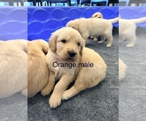 Medium Photo #6 Golden Retriever Puppy For Sale in PHOENIX, AZ, USA