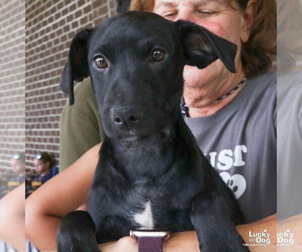 Medium Photo #7 Retriever -Unknown Mix Puppy For Sale in Washington, DC, USA