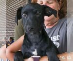 Small #6 Retriever  Mix