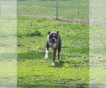 Small #3 Boxer