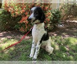 Small Photo #1 Poodle (Standard) Puppy For Sale in CONCORD, NC, USA
