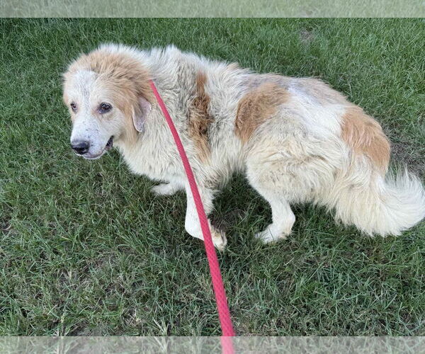 Medium Photo #5 Great Pyrenees-Unknown Mix Puppy For Sale in Croydon, NH, USA