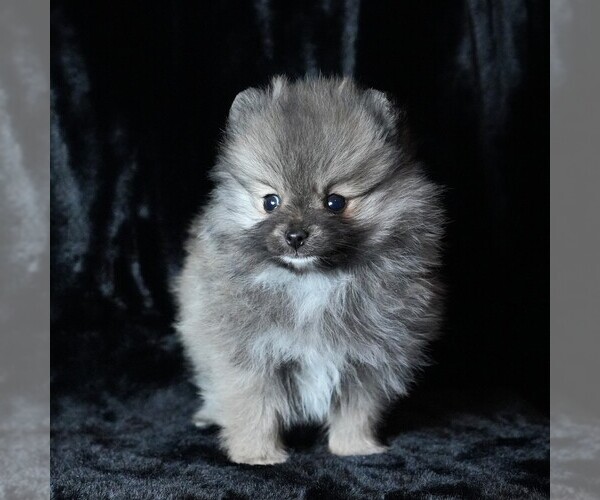 Medium Photo #5 Pomeranian Puppy For Sale in ROCK VALLEY, IA, USA