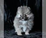 Small #4 Pomeranian