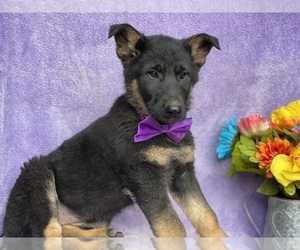 German Shepherd Dog Puppy for sale in LANCASTER, PA, USA