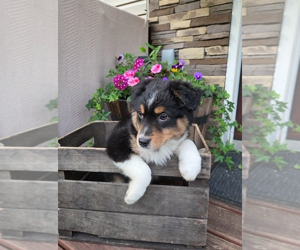 Medium Photo #2 Australian Shepherd Puppy For Sale in SALISBURY, PA, USA