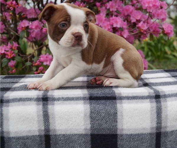 Medium Photo #2 Boston Terrier Puppy For Sale in MYERSTOWN, PA, USA