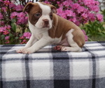 Small Photo #2 Boston Terrier Puppy For Sale in MYERSTOWN, PA, USA