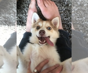 Pomsky Puppy for sale in MARTINSVILLE, IN, USA