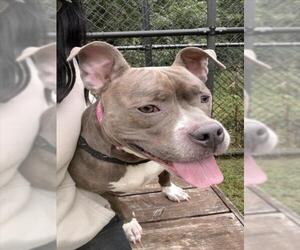 American Pit Bull Terrier-Unknown Mix Dogs for adoption in Derwood, MD, USA