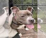 *SKYE - Female American Pit Bull Terrier-Unknown Mix Dog for Adoption - Small photo