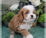 Small #3 Cavapoo (Miniature)