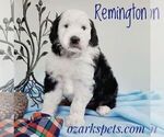 Small Photo #3 Sheepadoodle Puppy For Sale in SEYMOUR, MO, USA