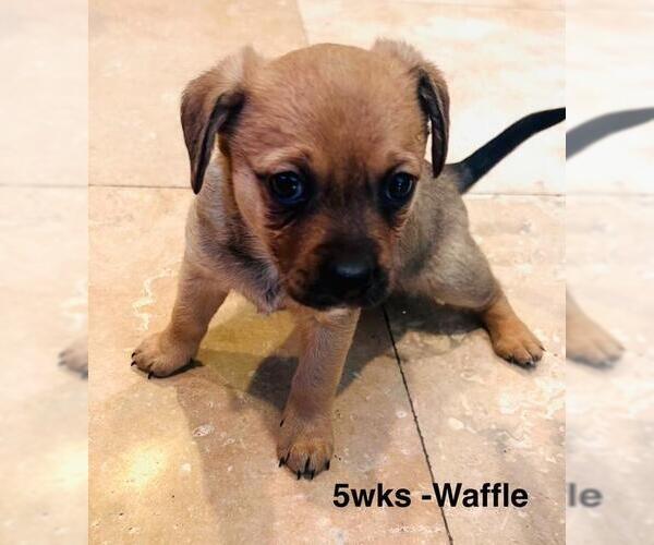 Medium Photo #1 Chiweenie Puppy For Sale in Los Angeles, CA, USA