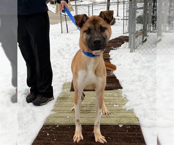 Medium Photo #1 Black Mouth Cur Puppy For Sale in Newton, NC, USA