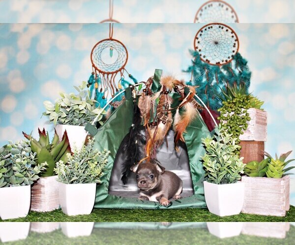 Medium Photo #38 Chihuahua Puppy For Sale in CHARLESTON, AR, USA