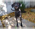 Small #1 Plott Hound Mix