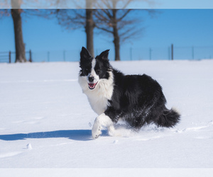 Mother of the Border Collie puppies born on 03/31/2023