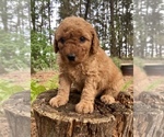 Puppy Banks Poodle (Miniature)