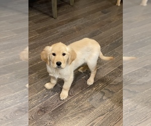 Golden Retriever Puppy for sale in OAKWOOD HILLS, IL, USA