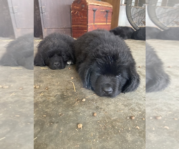 Medium Photo #9 Newfoundland Puppy For Sale in ORLEANS, IN, USA