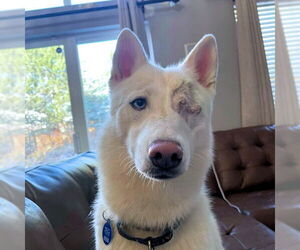 Siberian Husky Dog for Adoption in Omaha, Nebraska USA