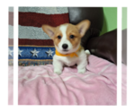 Small #11 Pembroke Welsh Corgi