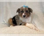 Small Australian Shepherd