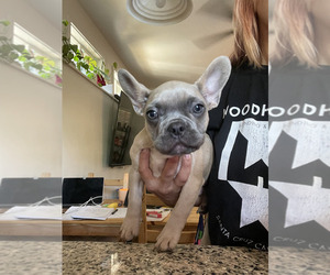 Medium French Bulldog