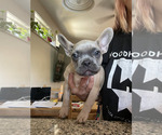 Puppy Smalls French Bulldog