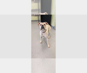 Boxer Dogs for adoption in Austin, TX, USA