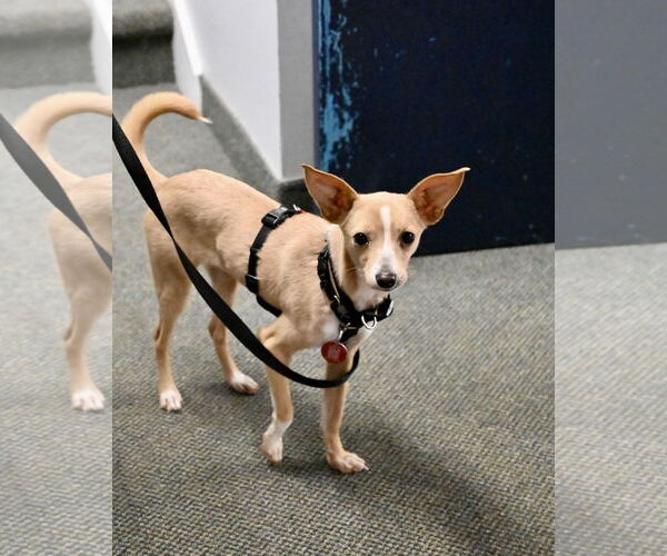 Medium Photo #3 Italian Greyhuahua Puppy For Sale in Wakefield, RI, USA