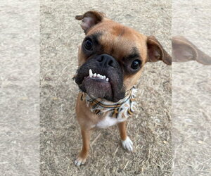 Nash - Male Boston Terrier-Boxer Mix Dog for Adoption - Photo #4