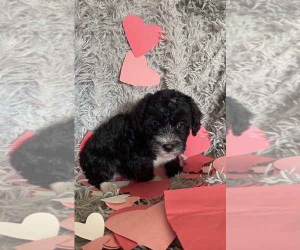 Medium Photo #1 YorkiePoo Puppy For Sale in MEXICO, MO, USA
