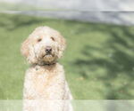 Small #7 Goldendoodle