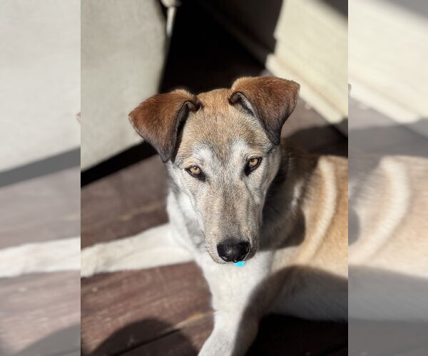 Medium Photo #13 Mutt Puppy For Sale in Minneapolis, MN, USA